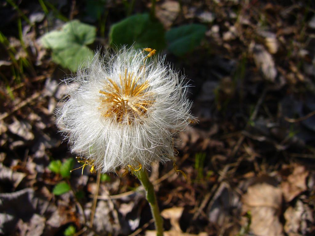 Tussilago farfara - Tossilaggine